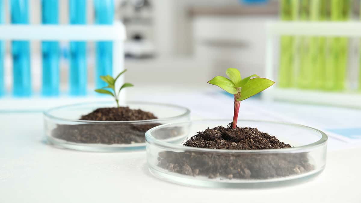 novochizol agrotechnology